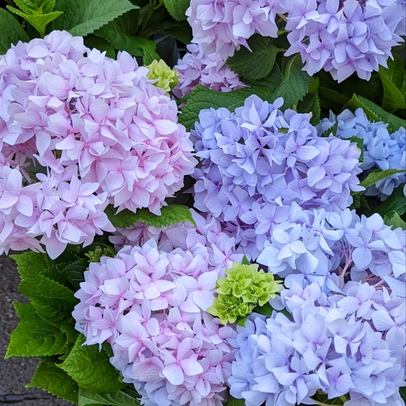 Meet your Posher, Jenn - Picture 1 of 1